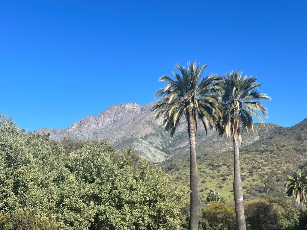 Familias Participan En Plantaci n De Palma Chilena En Parque Nacional 